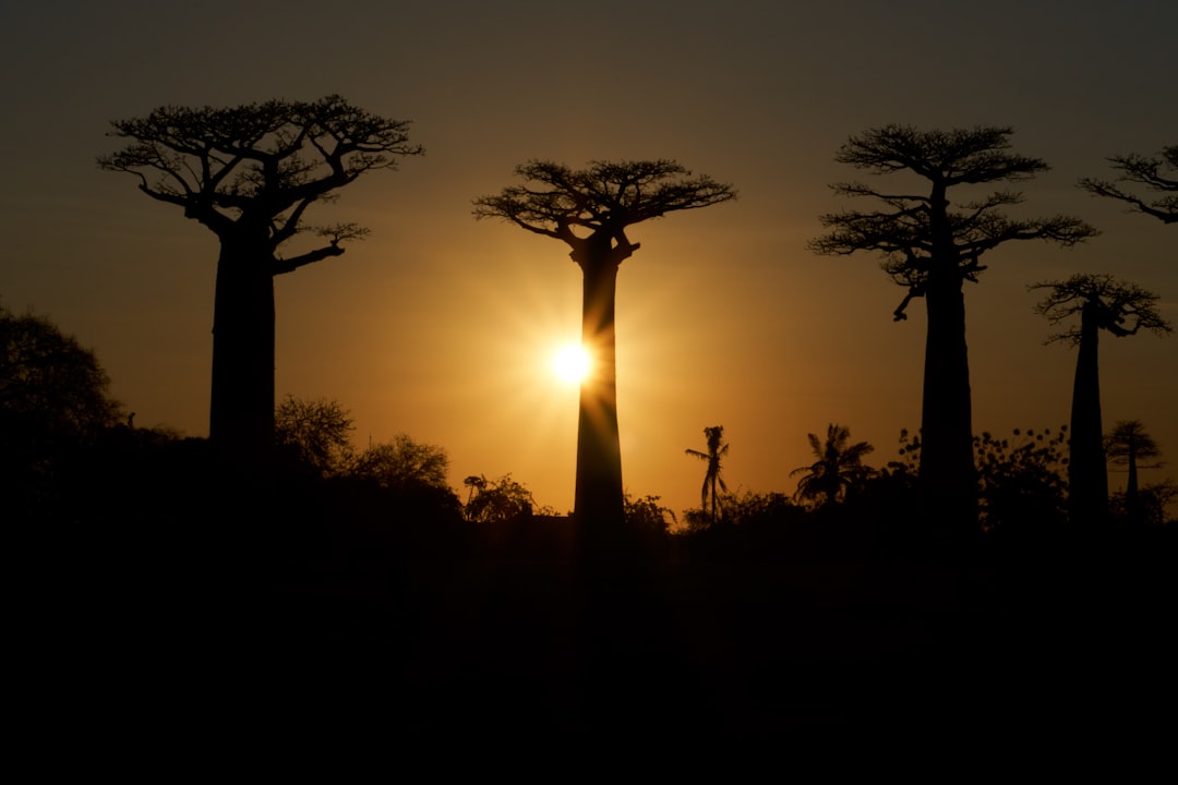 Best SIM Card & eSIM for Madagascar (2026): What Actually Works