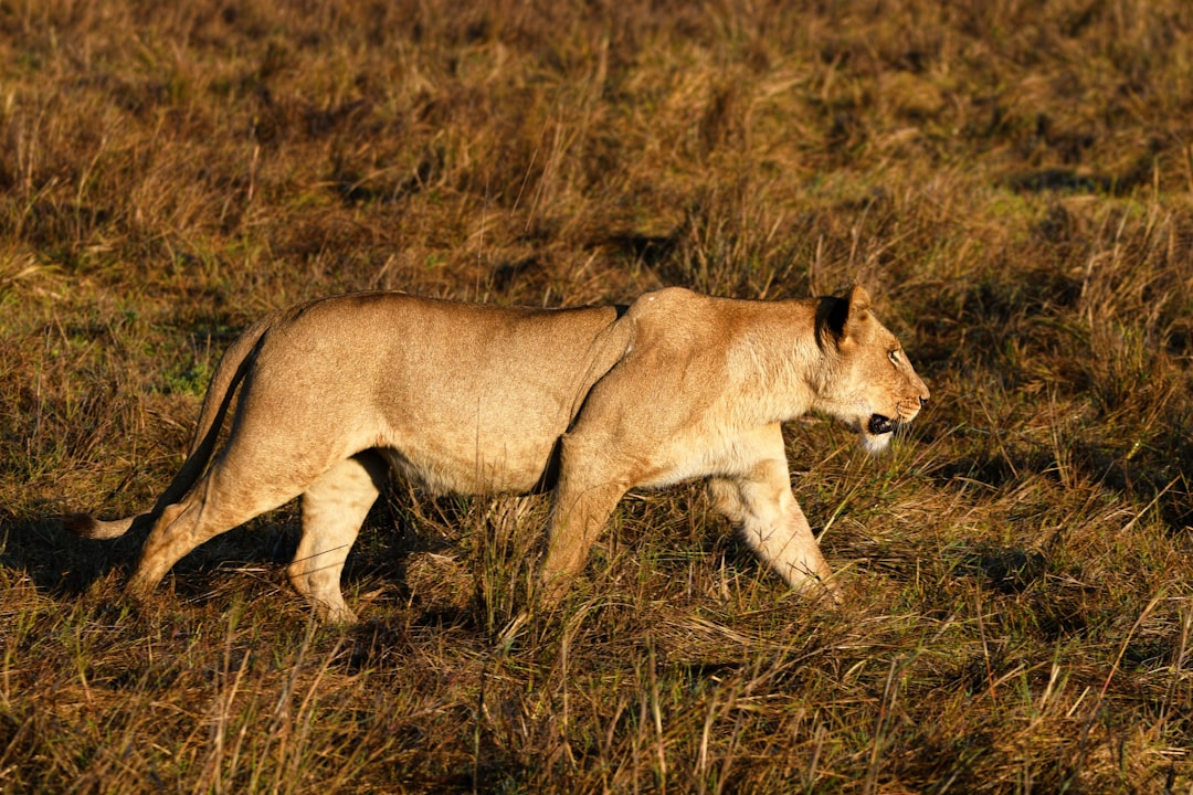 Zambia Mobile Data Guide 2026: Best eSIM Options for Tourists