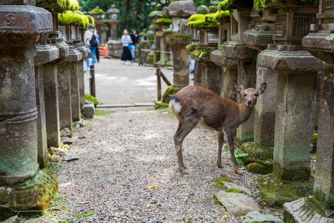 Nara in 2026: What's New & What to Experience
